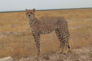 Excursão ao Parque Nacional de Nairobi, Orfanato de Elefantes e Centro de Girafas