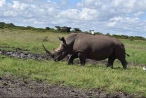 Excursão ao Parque Nacional de Nairobi, Orfanato de Elefantes e Centro de Girafas