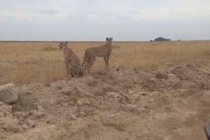 Excursão ao Parque Nacional de Nairobi, Orfanato de Elefantes e Centro de Girafas