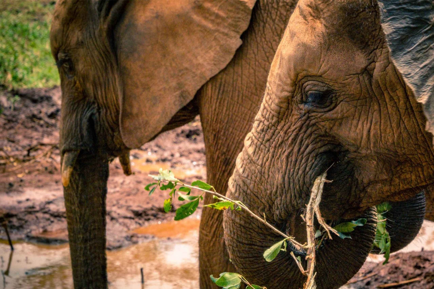 Nairobi National Park, Elephant Orphanage & Giraffe Centre