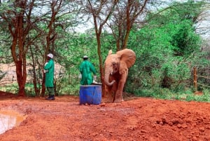 Nairobi National Park, Elephant Orphanage & Giraffe Centre