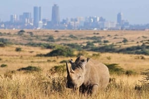 Excursão ao Parque Nacional de Nairobi, Orfanato de Elefantes e Centro de Girafas
