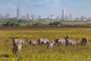 Excursão ao Parque Nacional de Nairobi, Orfanato de Elefantes e Centro de Girafas
