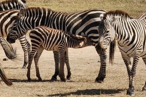 Excursão ao Parque Nacional de Nairobi, Orfanato de Elefantes e Centro de Girafas