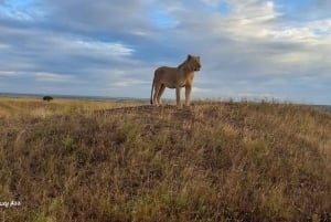 Excursão ao Parque Nacional de Nairobi, Orfanato de Elefantes e Centro de Girafas