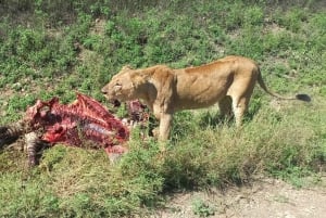 Excursão ao Parque Nacional de Nairobi, Orfanato de Elefantes e Centro de Girafas