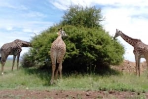 Excursão ao Parque Nacional de Nairobi, Orfanato de Elefantes e Centro de Girafas
