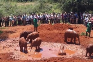 Excursão ao Parque Nacional de Nairobi, Orfanato de Elefantes e Centro de Girafas