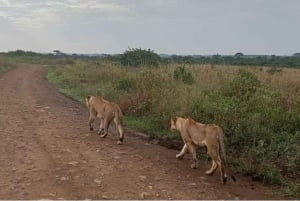 Excursão ao Parque Nacional de Nairobi, Orfanato de Elefantes e Centro de Girafas