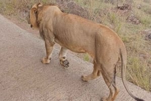Excursão ao Parque Nacional de Nairobi, Orfanato de Elefantes e Centro de Girafas