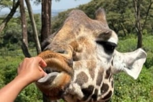 Excursão ao Parque Nacional de Nairobi, Orfanato de Elefantes e Centro de Girafas