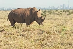 Excursão ao Parque Nacional de Nairobi, Orfanato de Elefantes e Centro de Girafas