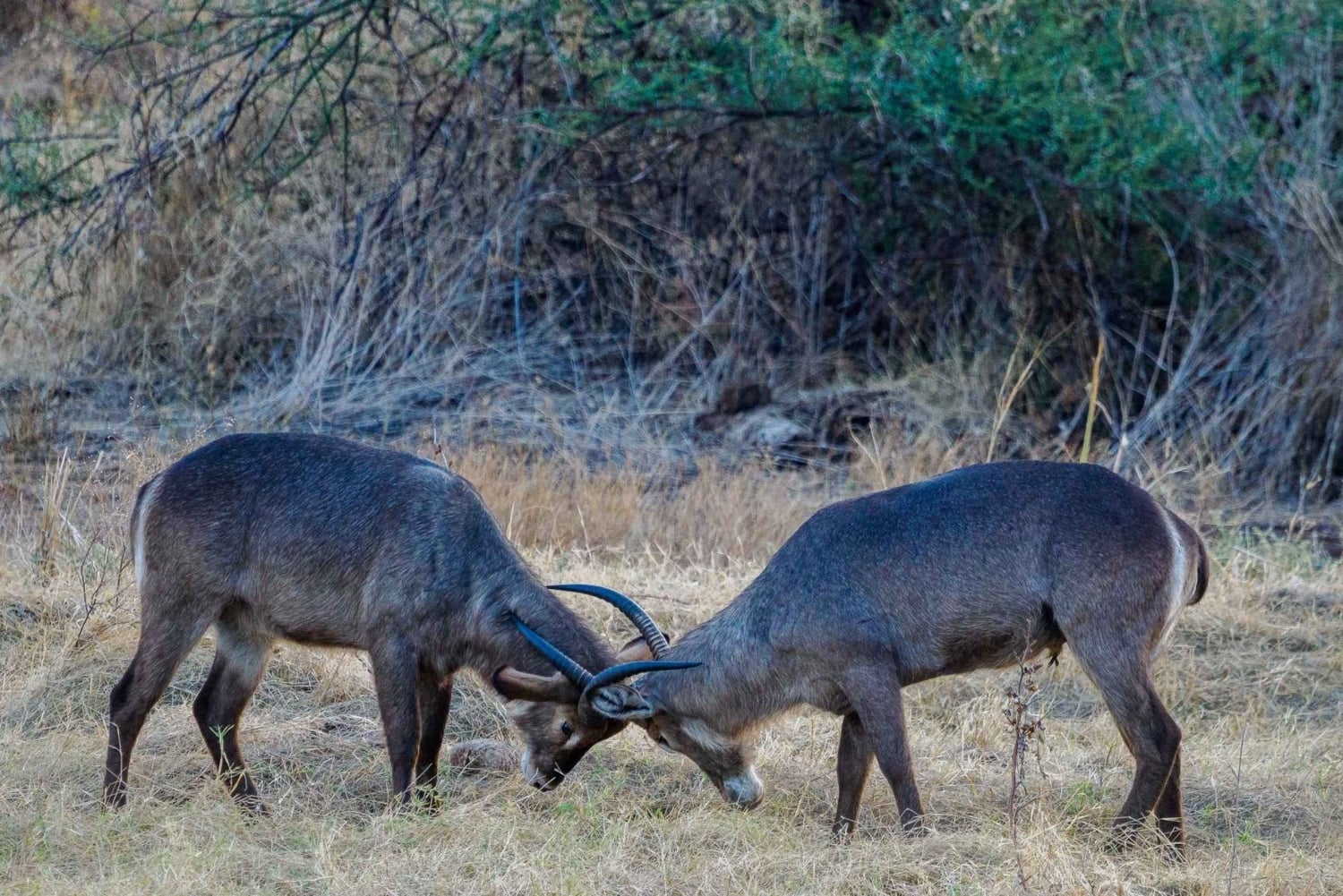 Nairobi: Nationalpark, elefanthem och girafftur