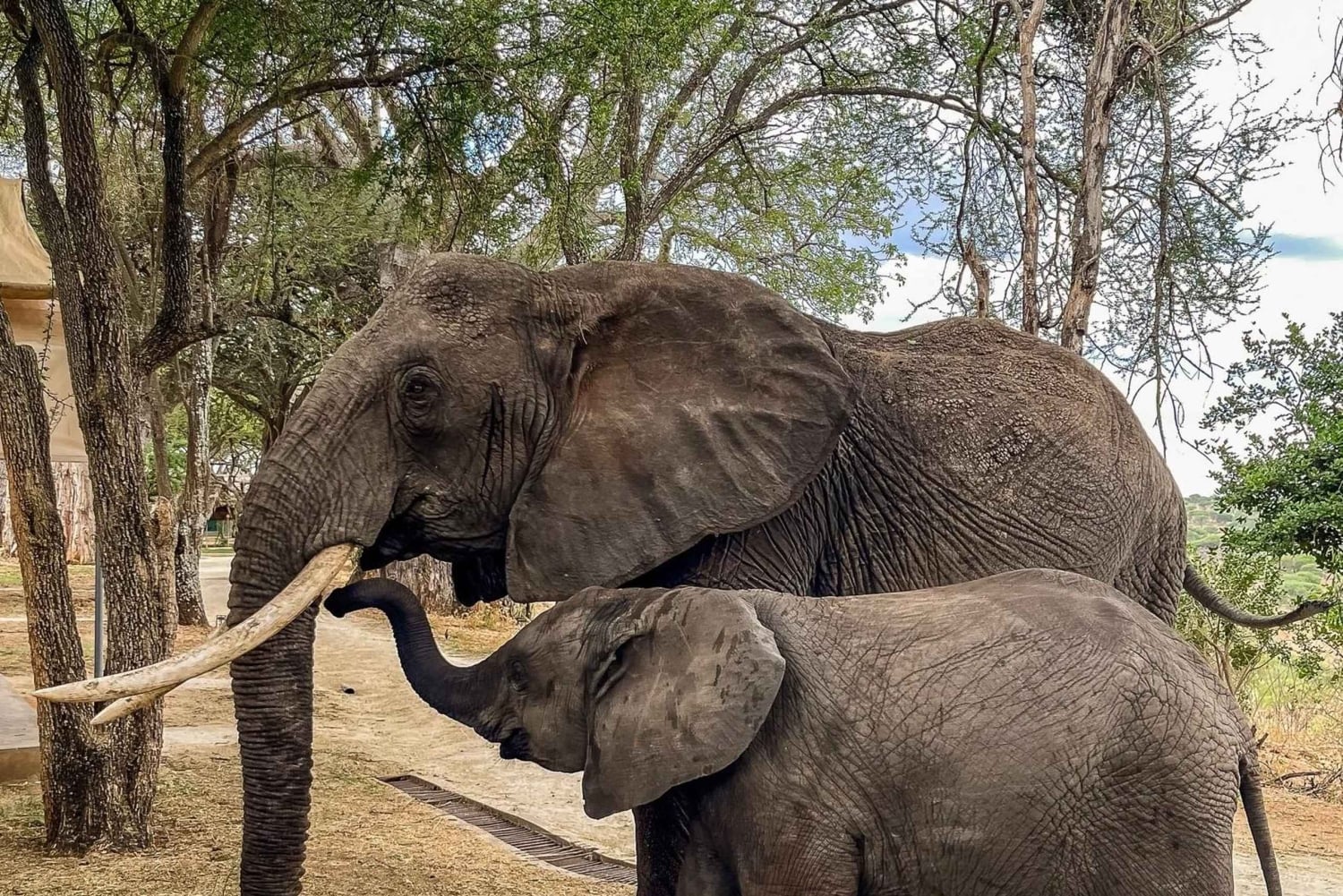 Nairobi: Nationalpark, elefanthem och girafftur