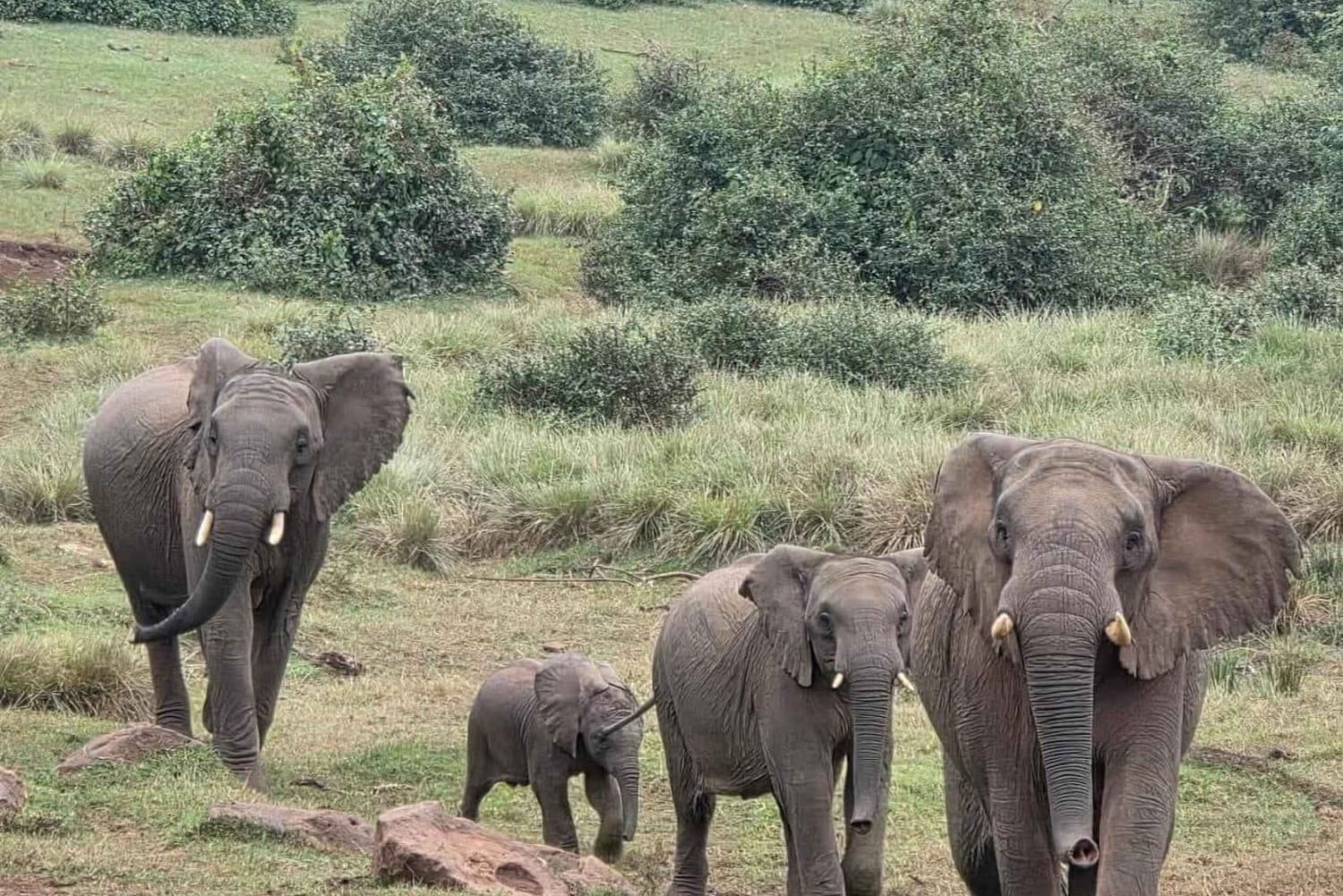 Nairobi: Nationalpark, elefanthem och girafftur