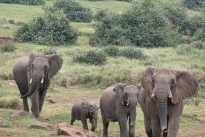 Nairobi: Nationalpark, elefanthem och girafftur