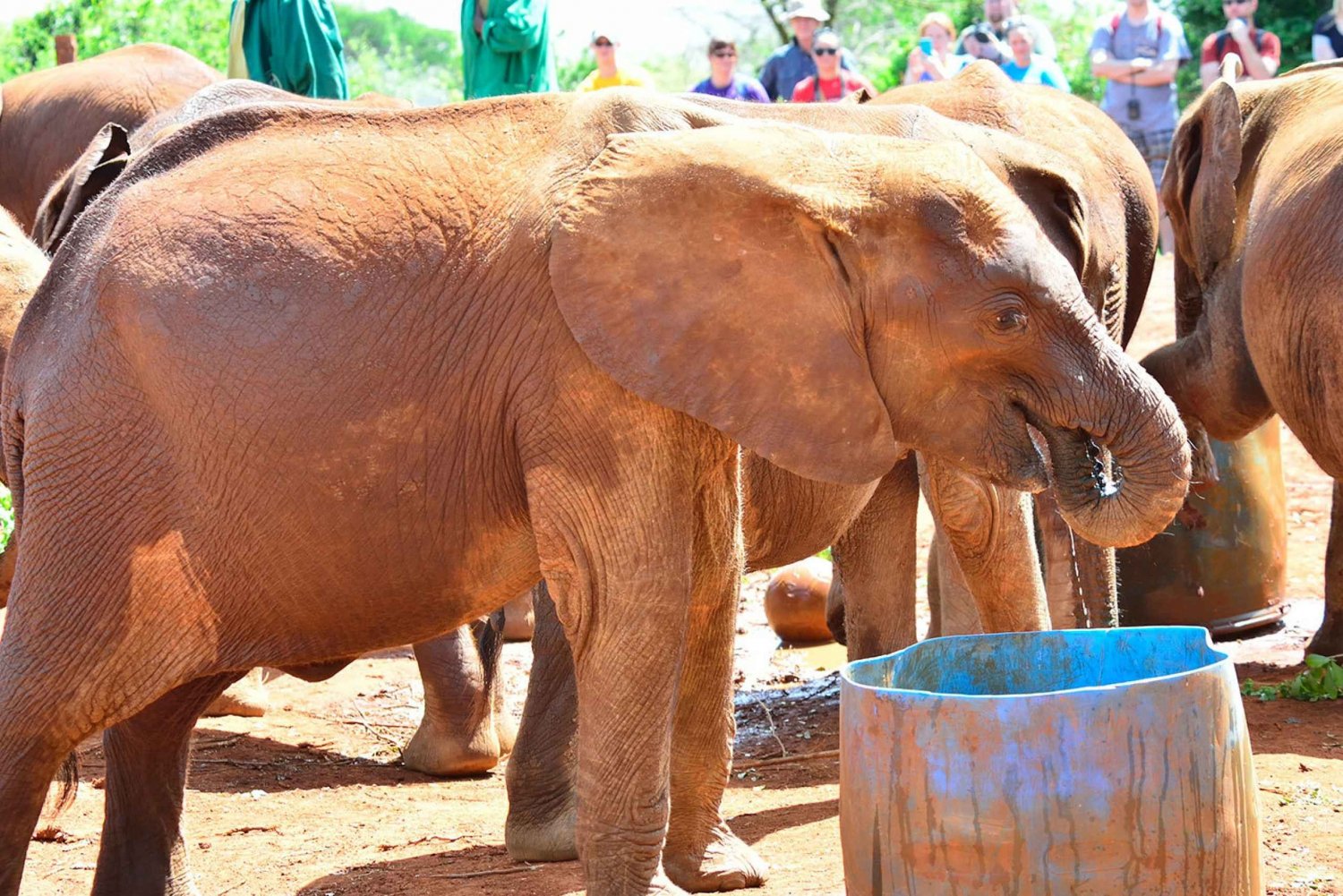 Nairobi: National Park & Elephant Orphanage Half-Day Tour