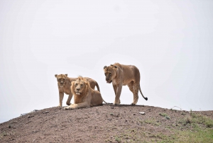 Nairobi National Park, Elephant Sanctuary and Giraffe Center