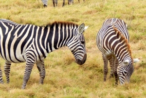 Nairobi National Park, Elephant Sanctuary and Giraffe Center