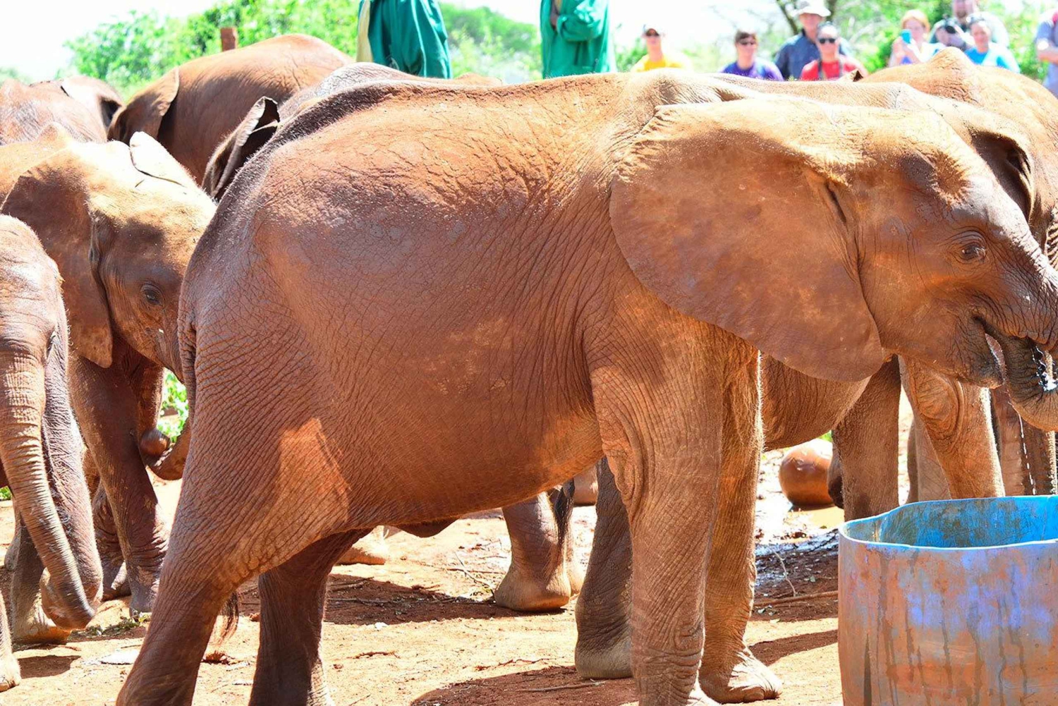 Nairobi: Parco Nazionale, Santuario degli Elefanti e Centro delle Giraffe