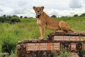 Nairobi: nationalpark, elefantreservat och giraffcenter