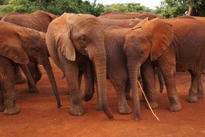 Nairobi: Nationalpark, elefantreservat og girafcenter