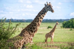Nairobi : Parc national, sanctuaire des éléphants et centre des girafes