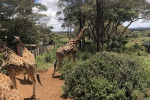 Nairobi; Nationaal Park, Olifantenreservaat en Giraffencentrum.