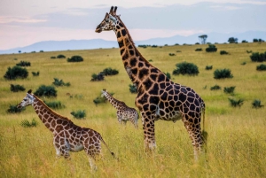 Nairobi; Nationaal Park, Olifantenreservaat en Giraffencentrum.