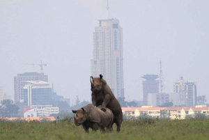 Nairobi; Nationaal Park, Olifantenreservaat en Giraffencentrum.