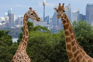 Nairobi: Parco Nazionale, Santuario degli Elefanti e Centro delle Giraffe