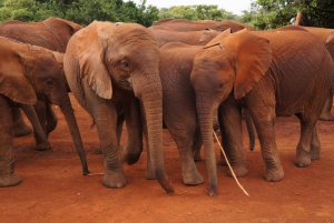 Nairobi: Parco Nazionale, Santuario degli Elefanti e Centro delle Giraffe