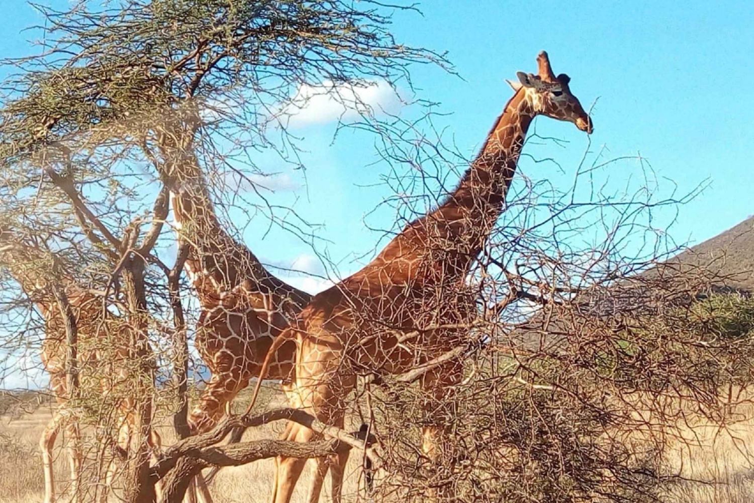 Nairobi National Park, Elephants, Giraffes & Bomas Day Trip