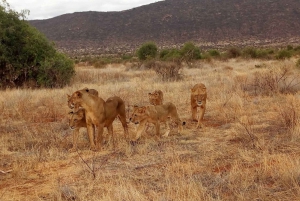 Nairobi National Park, Elephants, Giraffes & Bomas Day Trip