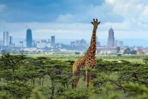 Nairobi national park ,Elephants orphanage, Giraffe Center.