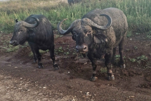 Parque Nacional de Nairobi: safari guiado de 5 horas con recogida gratis