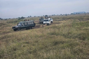 Parque Nacional de Nairobi: safari guiado de 5 horas con recogida gratis