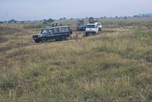 Parque Nacional de Nairobi: safari guiado de 5 horas con recogida gratis