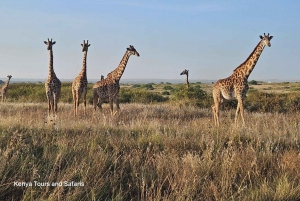 Parque Nacional de Nairobi: safari guiado de 5 horas con recogida gratis