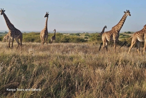 Parque Nacional de Nairobi: safari guiado de 5 horas con recogida gratis