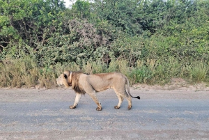 Parque Nacional de Nairobi: safari guiado de 5 horas con recogida gratis