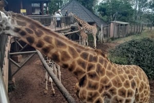 Nairobi National Park Halbtägige geführte Pirschfahrt mit Abholung