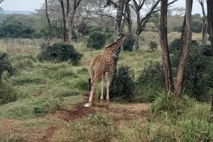 Nairobi National Park Halbtägige geführte Pirschfahrt mit Abholung