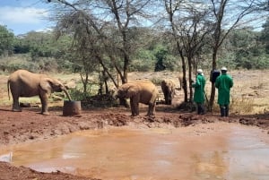 Nairobi National Park Halbtägige geführte Pirschfahrt mit Abholung