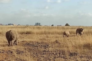 Wieczorna przejażdżka po Parku Narodowym i kolacja w hotelu Safari Park