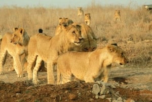 Wieczorna przejażdżka po Parku Narodowym i kolacja w hotelu Safari Park