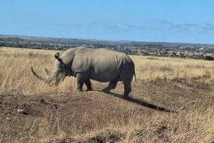 Wieczorna przejażdżka po Parku Narodowym i kolacja w hotelu Safari Park