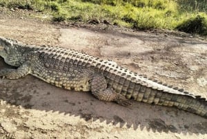 Wieczorna przejażdżka po Parku Narodowym i kolacja w hotelu Safari Park