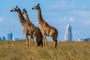 Wieczorna przejażdżka po Parku Narodowym i kolacja w hotelu Safari Park