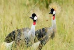 Wieczorna przejażdżka po Parku Narodowym i kolacja w hotelu Safari Park